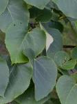 Tilia americana L. var. heterophylla (Vent.) Loud.
