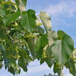 Tilia americana L. var. heterophylla (Vent.) Loud.