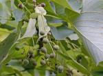 Tilia americana L. var. heterophylla (Vent.) Loud.