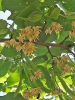 Tilia americana L.