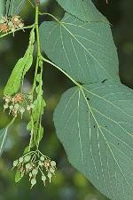 Tilia americana L.