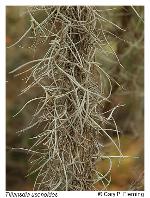 Tillandsia usneoides (L.) L.