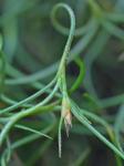 Tillandsia usneoides (L.) L.