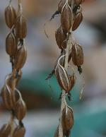 Tipularia discolor (Pursh) Nutt