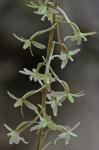 Tipularia discolor (Pursh) Nutt
