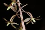 Tipularia discolor (Pursh) Nutt