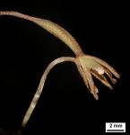 Tipularia discolor (Pursh) Nutt