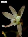 Tipularia discolor (Pursh) Nutt