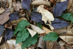 Tipularia discolor (Pursh) Nutt