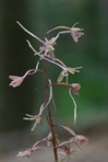Tipularia discolor (Pursh) Nutt