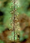 Tipularia discolor (Pursh) Nutt