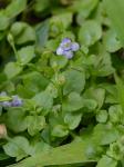 Torenia crustacea (L.) Chamisso & Schlechtendal