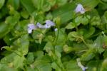 Torenia crustacea (L.) Chamisso & Schlechtendal