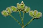 Torilis arvensis (Huds.) Link ssp. recta Jury