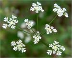 Torilis arvensis (Huds.) Link ssp. recta Jury