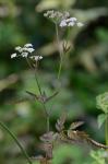 Torilis japonica (Houtt.) DC.
