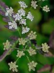 Torilis japonica (Houtt.) DC.