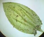 Torrentaria riparioides (Hedw.) Ochyra