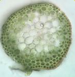 Torrentaria riparioides (Hedw.) Ochyra