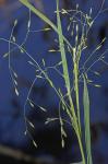Torreyochloa pallida (Torr.) Church var. pallida