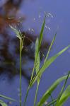 Torreyochloa pallida (Torr.) Church var. pallida