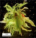 Tortella humilis (Hedw.) Jenn.