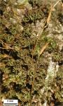 Tortella humilis (Hedw.) Jenn.