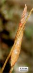 Tortella humilis (Hedw.) Jenn.