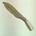 Tortella humilis (Hedw.) Jenn.