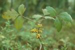 Toxicodendron pubescens P.Miller