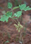 Toxicodendron pubescens P.Miller