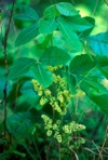 Toxicodendron pubescens P.Miller