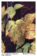 Toxicodendron radicans (L.) Kuntze var. radicans