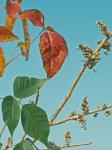 Toxicodendron radicans (L.) Kuntze var. radicans