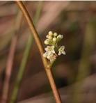 Toxicodendron radicans (L.) Kuntze var. radicans