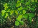 Toxicodendron rydbergii (Small ex Rydberg) Greene
