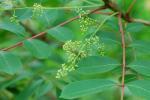 Toxicodendron vernix (L.) Kuntze