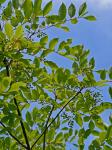 Toxicodendron vernix (L.) Kuntze