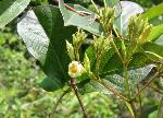 Thyrsanthella difformis (Walter) Pichon