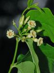 Thyrsanthella difformis (Walter) Pichon