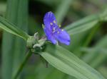 Tradescantia ohiensis Rafinesque