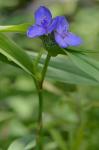 Tradescantia ohiensis Rafinesque