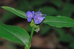 Tradescantia subaspera Ker-Gawler