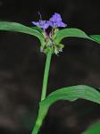 Tradescantia subaspera Ker-Gawler