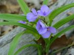 Tradescantia virginiana L.