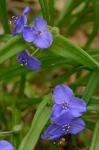 Tradescantia virginiana L.