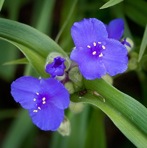 Tradescantia virginiana L.
