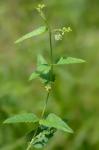 Tragia urticifolia Michx.