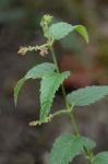 Tragia urticifolia Michx.