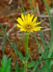 Tragopogon dubius Scop.